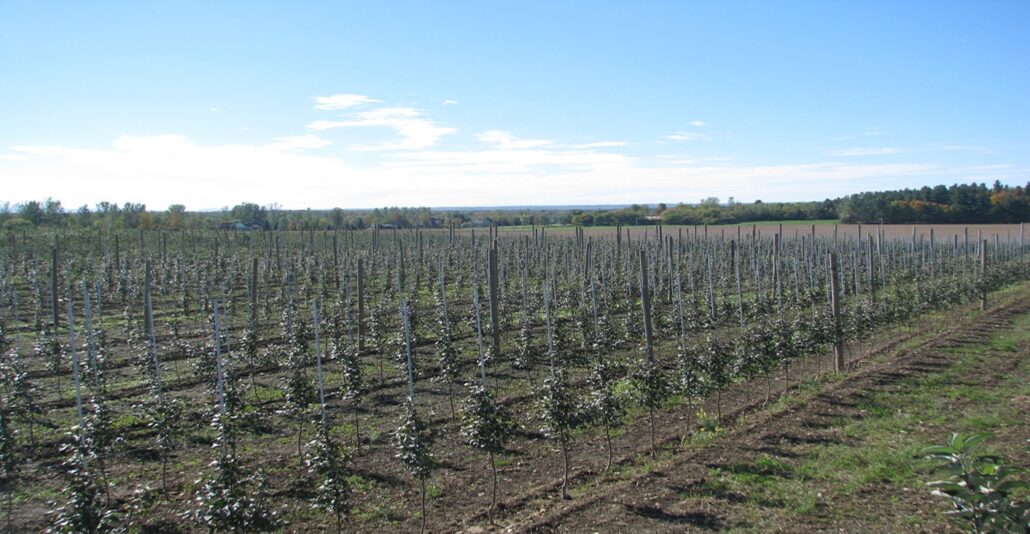 densité de plantation