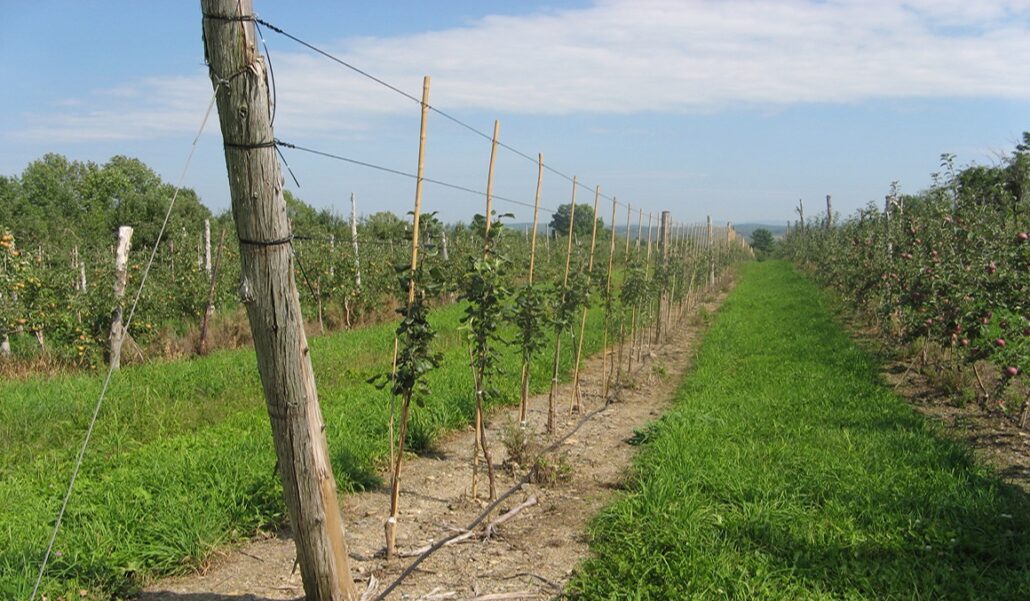irrigation