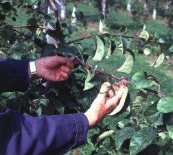 positionnement des branches: arcure