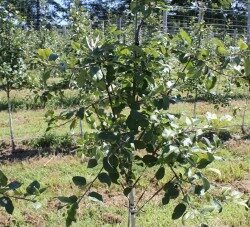 positionnement des branches: arcure