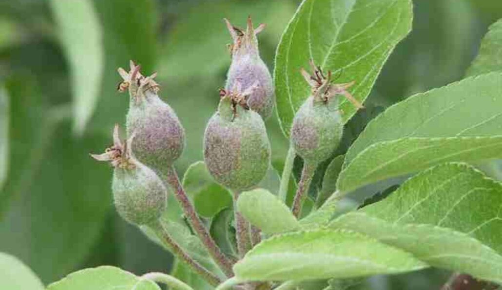 jeunes pommes à la nouaison
