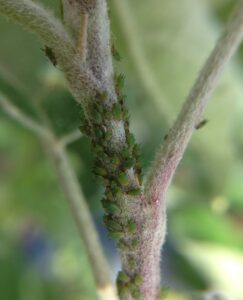 pucerons verts