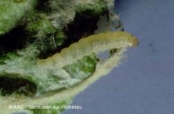 tordeuse pâle du pommier (larve)