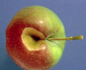 dégât de noctuelle du fruit vert