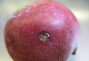 dégât de petit carpocapse de la pomme
