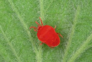 Balaustium