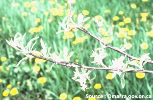 bouquets endommagés (phytotoxicité)
