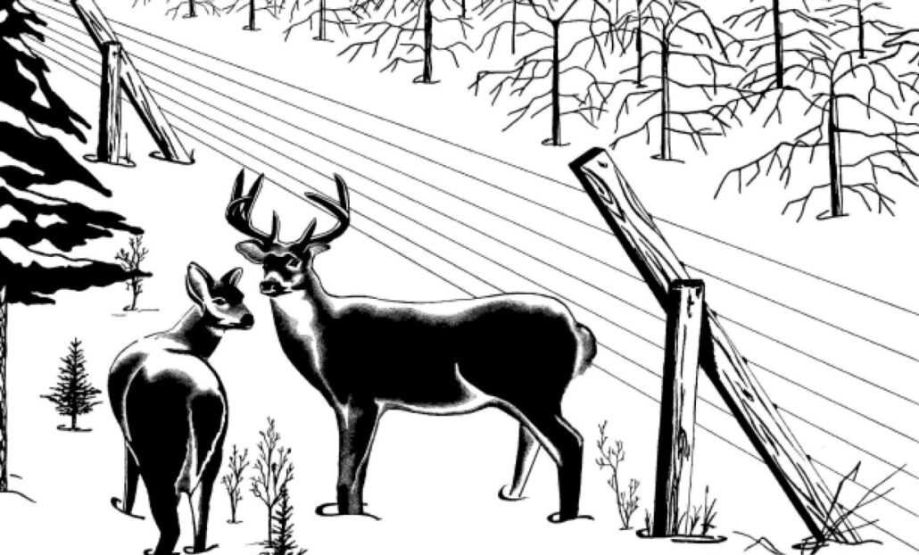 clôture contre le cerf de Virginie / chevreuil
