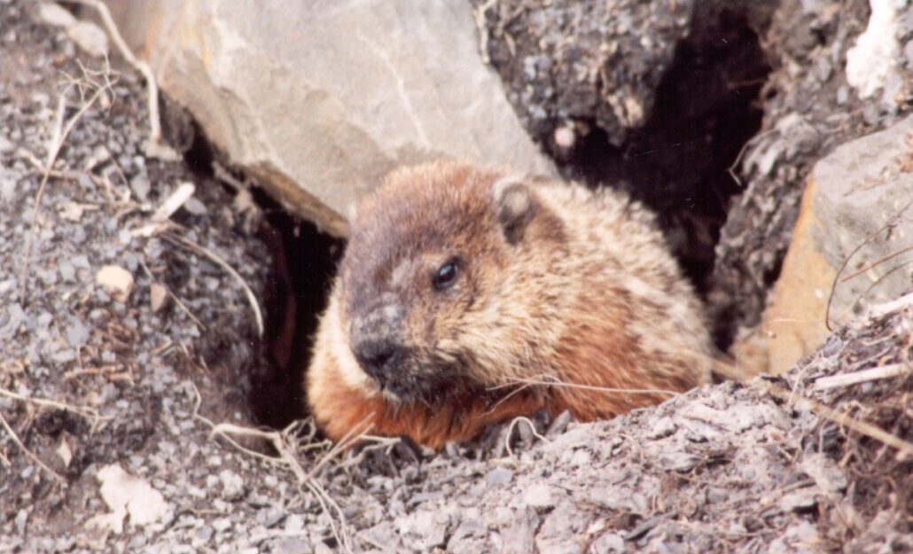 marmotte