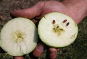 nombre de pépins: pomme coupée en deux