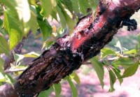 chancre bactérien des arbres fruitiers à noyau (branche)