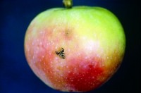 mouche de la pomme (adulte et dégât)