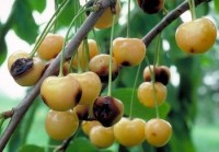 pourriture lenticellaire (fruits)
