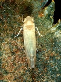 cicadelle blanche du pommier (adulte)