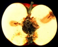 carpocapse de la pomme (dégât et larve)