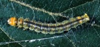 enrouleuse trilignée (larve)