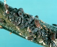 puceron lanigère du pommier (larves)