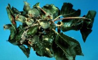 puceron rose du pommier (dégâts sur feuilles)