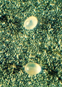 acariens phytoséiides (œufs)