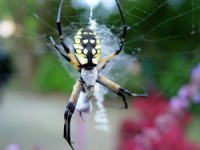 araignées à toile (adulte Araneidae)