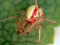 araignées à toile (adulte Theridiidae)