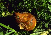 pourriture mucorienne (fruit)