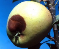 pourriture noire (pomme)