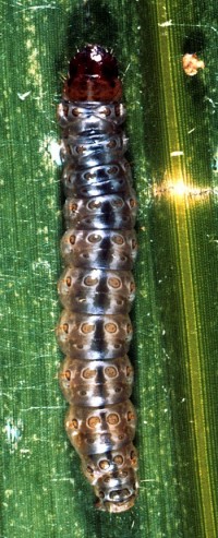 Pyrale du maïs (larve)