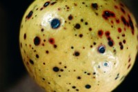 variole noire (fruit)