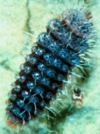 coccinelle Stethorus (larve)