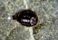 coccinelle Stethorus (larve mature)