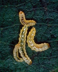 mineuse de Slingerland (larve)