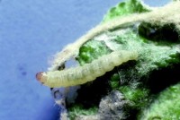 tordeuse pâle du pommier (larve)