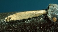 porte-case fuselé du pommier (larve)