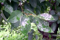 oïdium (du cerisier) (feuilles)