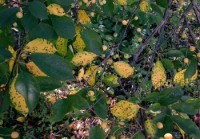criblure (feuilles)