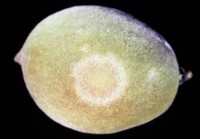 oïdium de l'abricotier, du nectarinier, du pêcher et du prunier (fruit)