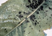 puceron noir du cerisier (adultes et larves)