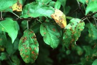 rouille-tumeur du genévrier (feuilles)