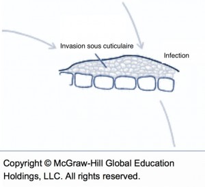 cycle de la tavelure (invasion sous cuticulaire et infection)