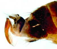 drosophile à ailes tachetées (adulte femelle)