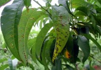 tache noire bactérienne (feuilles)