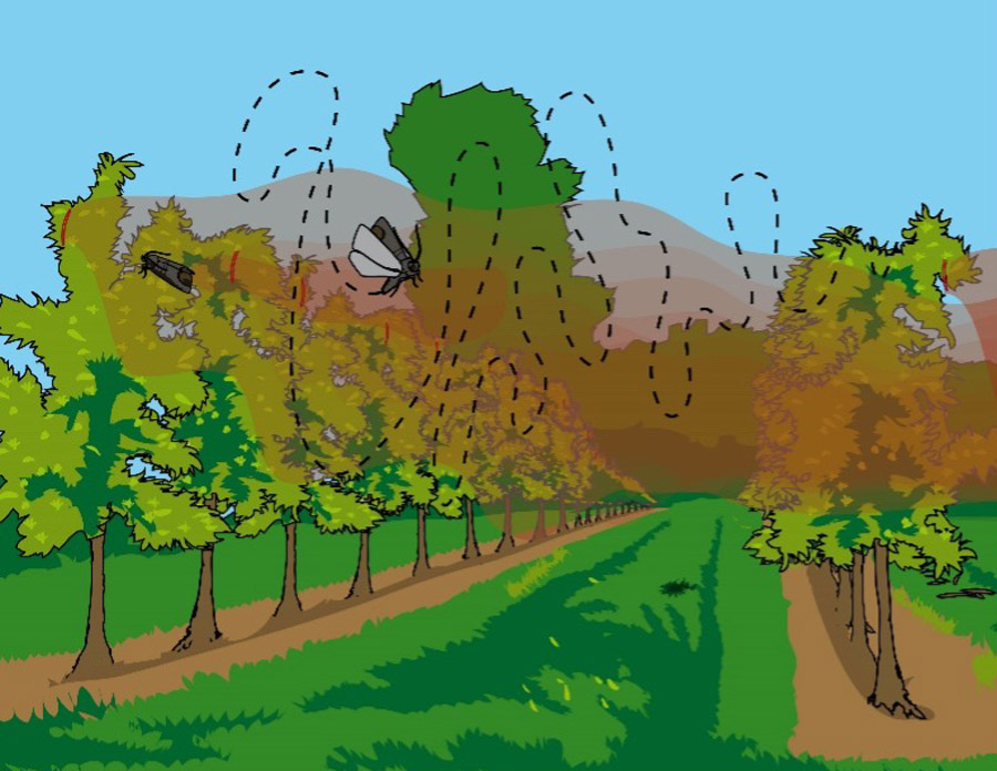 Confusion sexuelle pommier