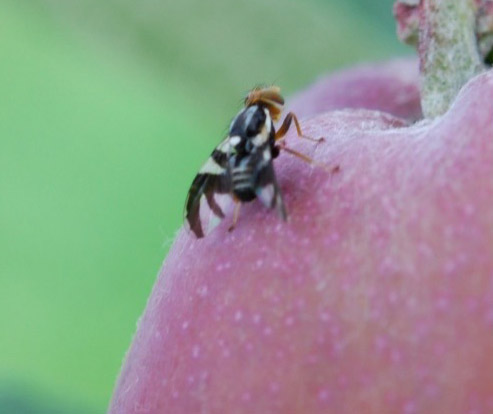Mouche sur pomme