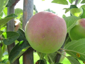 Dommage de ponte de la mouche de la pomme