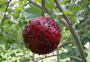 Sphère rouge engluée